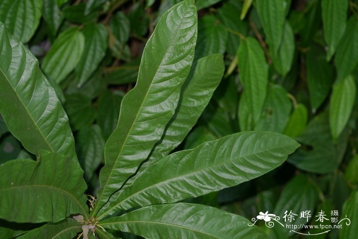 短柄苹婆Sterculia brevissima