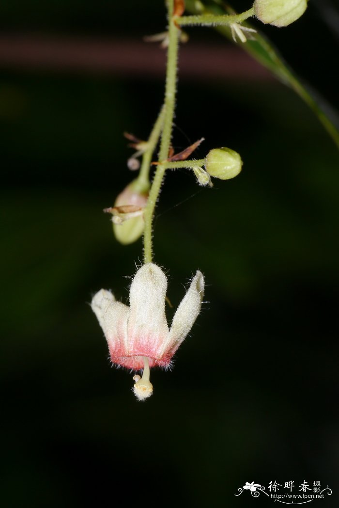 短柄苹婆Sterculia brevissima