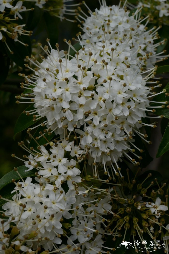 两广梭罗Reevesia thyrsoidea