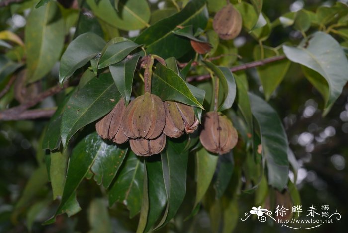 两广梭罗Reevesia thyrsoidea