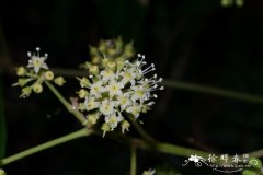 星毛鸭脚木Schefflera minutistellata