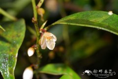 小叶红淡比Cleyera parvifolia