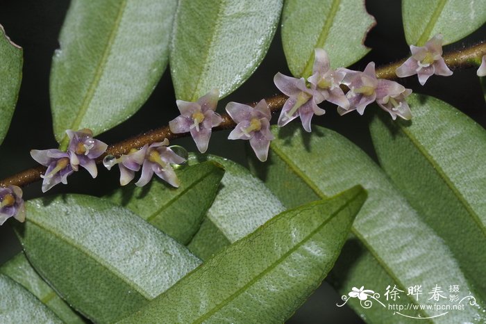 二列叶柃 Eurya distichophylla