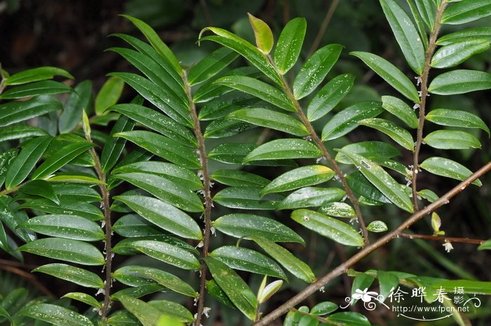 二列叶柃 Eurya distichophylla