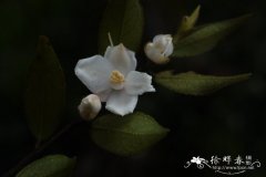 广东毛蕊茶Camellia melliana