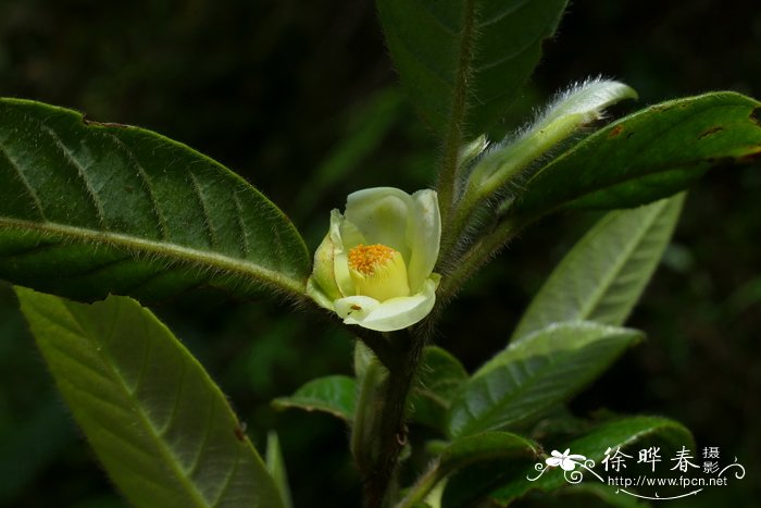 柔毛紫茎Stewartia villosa