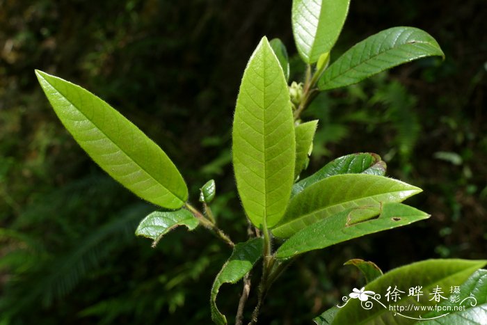 柔毛紫茎Stewartia villosa