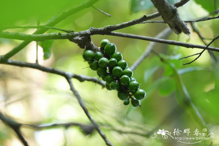 网脉山龙眼Helicia reticulata