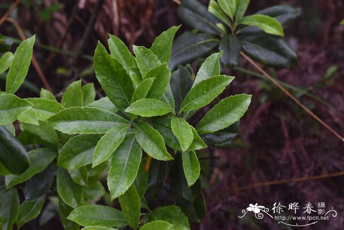 网脉山龙眼Helicia reticulata