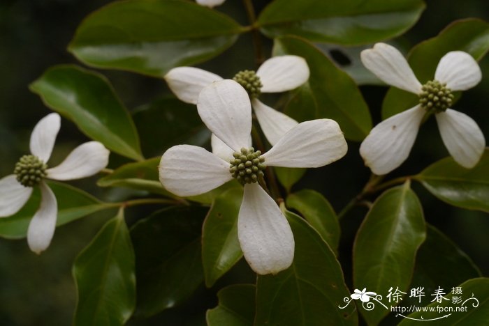 香港四照花Cornus hongkongensis