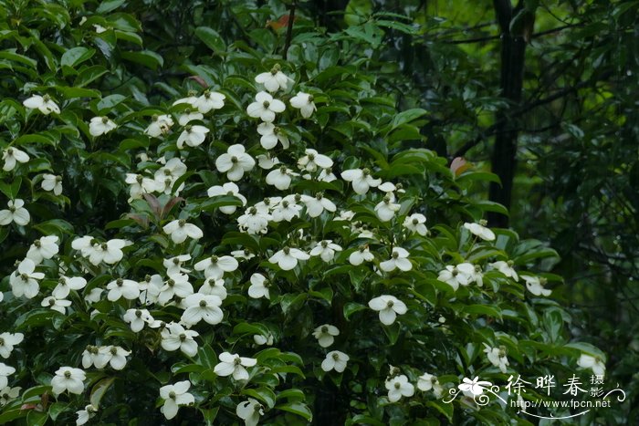 香港四照花Cornus hongkongensis