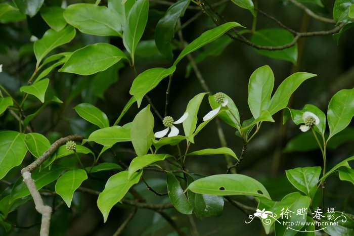 香港四照花Cornus hongkongensis