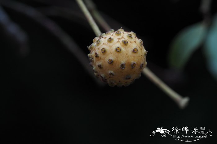 香港四照花Cornus hongkongensis