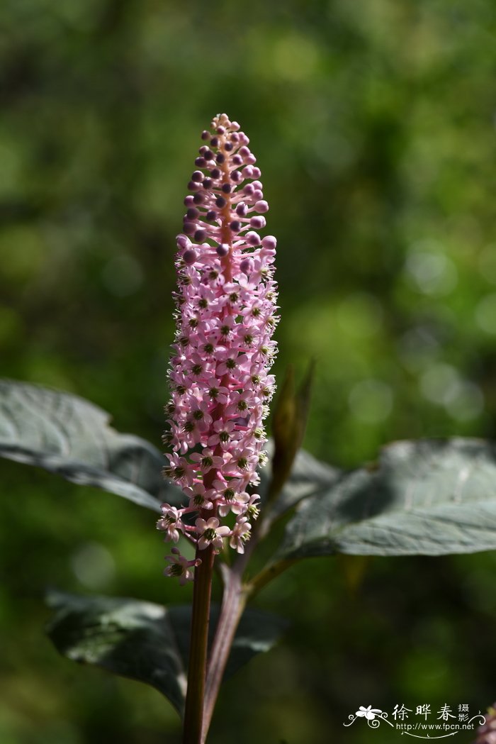 商陆Phytolacca acinosa