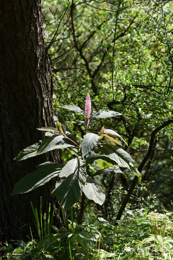 商陆Phytolacca acinosa