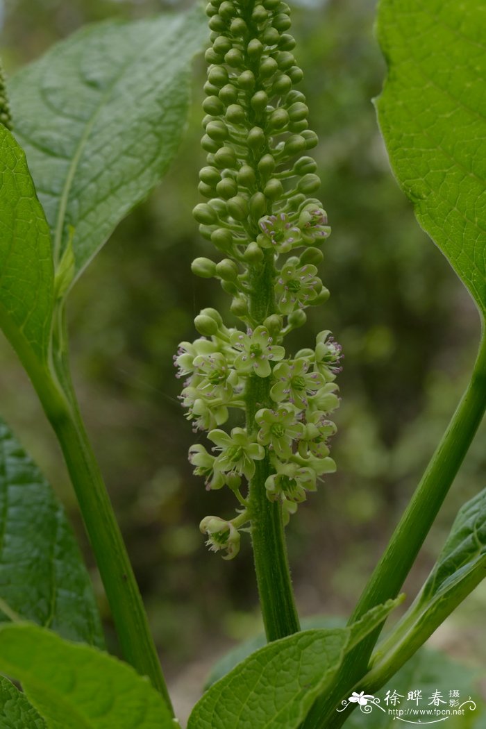 商陆Phytolacca acinosa