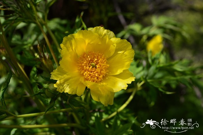 大花黄牡丹Paeonia ludlowii