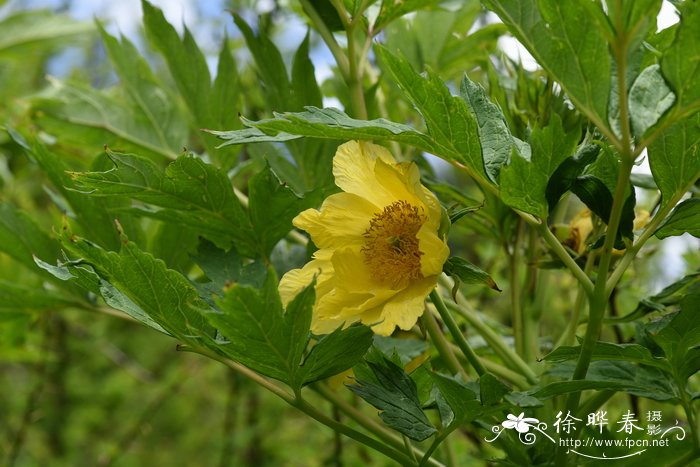 大花黄牡丹Paeonia ludlowii