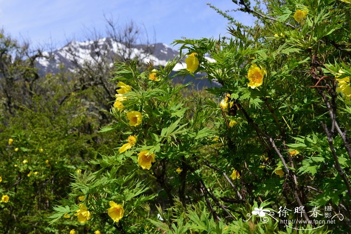 大花黄牡丹Paeonia ludlowii