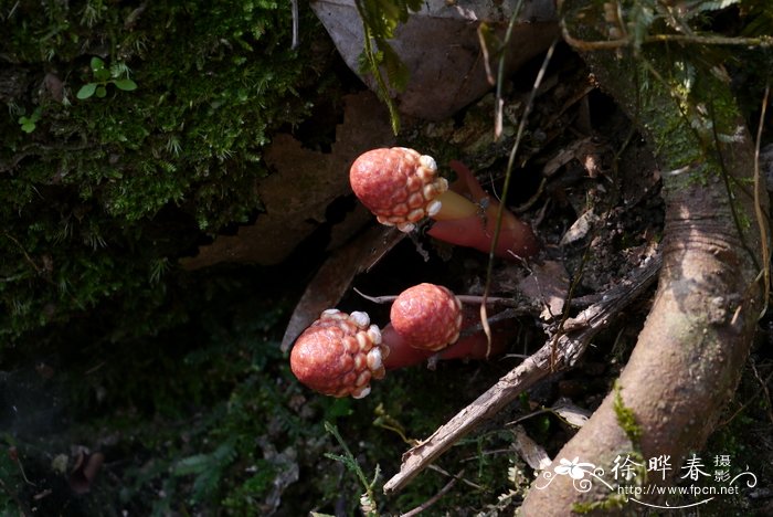 红冬蛇菰Balanophora harlandii