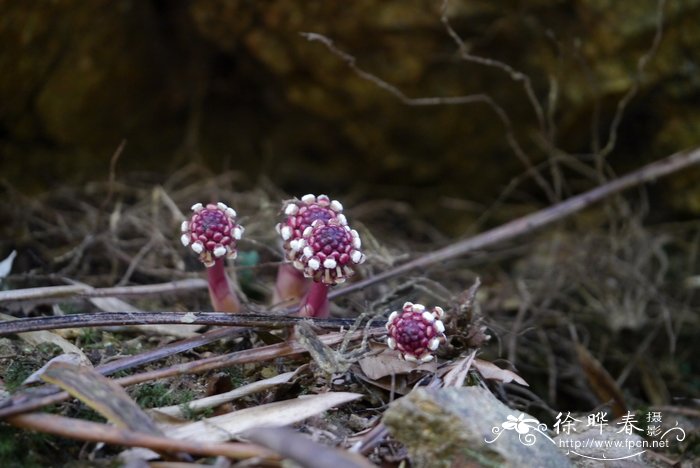 红冬蛇菰Balanophora harlandii