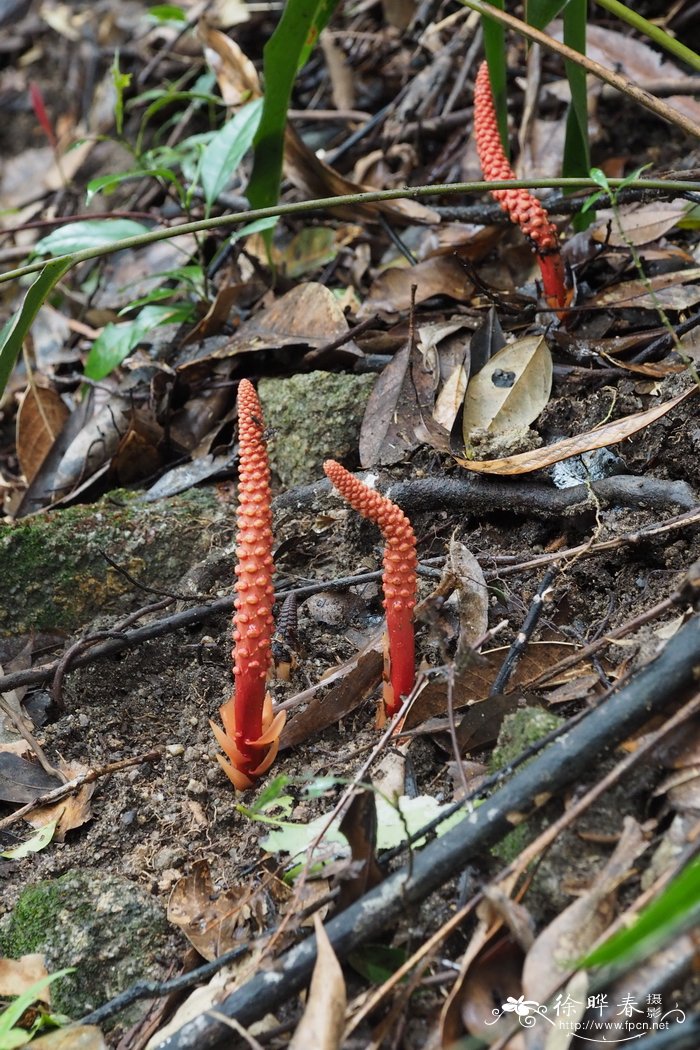 疏花蛇菰Balanophora laxiflora