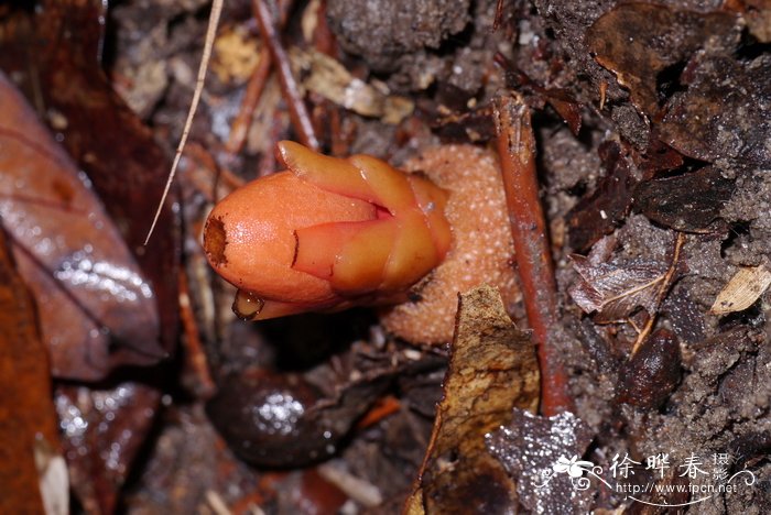 疏花蛇菰Balanophora laxiflora