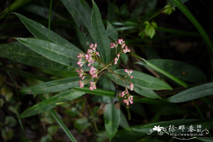 锐尖山香圆Turpinia arguta