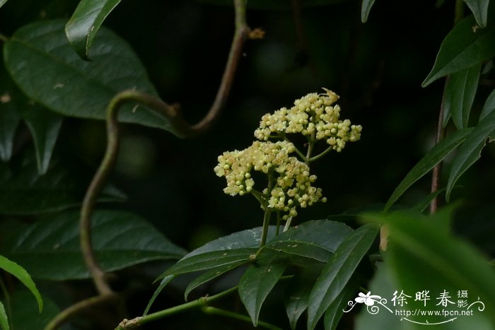 光叶山香圆Turpinia simplicifolia
