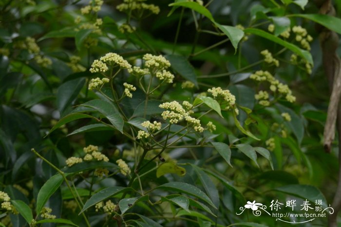 光叶山香圆Turpinia simplicifolia