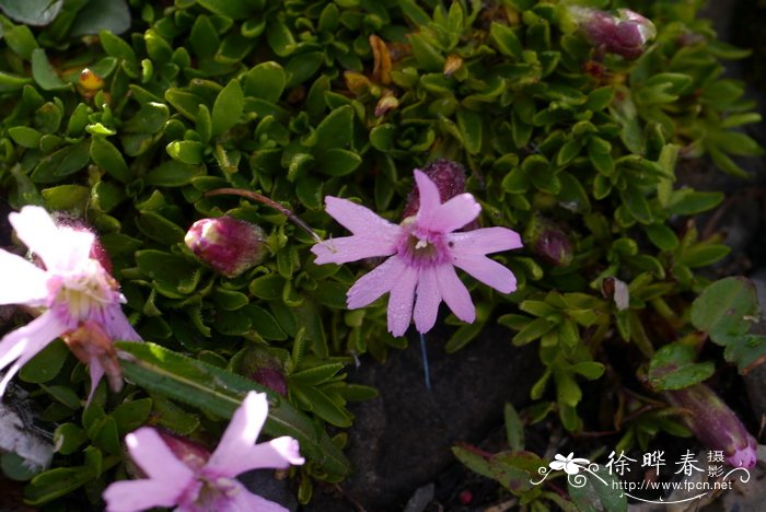 垫状蝇子草Silene davidii