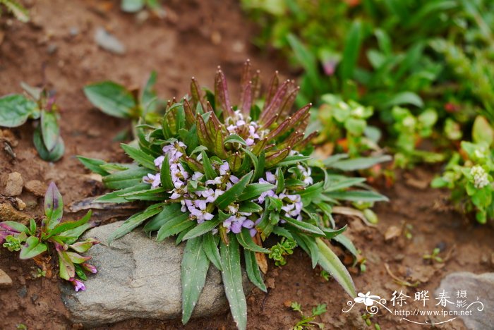 红紫桂竹香Erysimum roseum