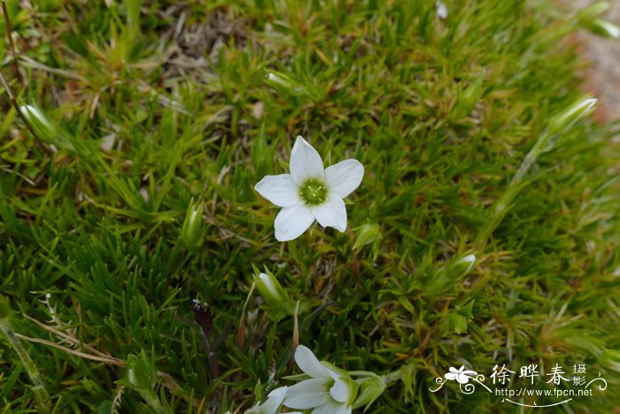 狐茅状雪灵芝Arenaria festucoides