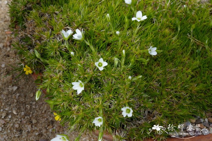 狐茅状雪灵芝Arenaria festucoides