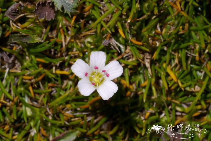 高山老牛筋Arenaria meyeri