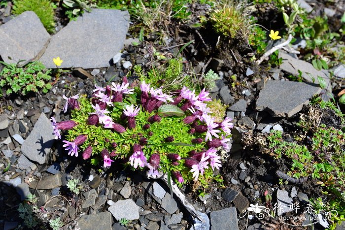 垫状蝇子草Silene davidii