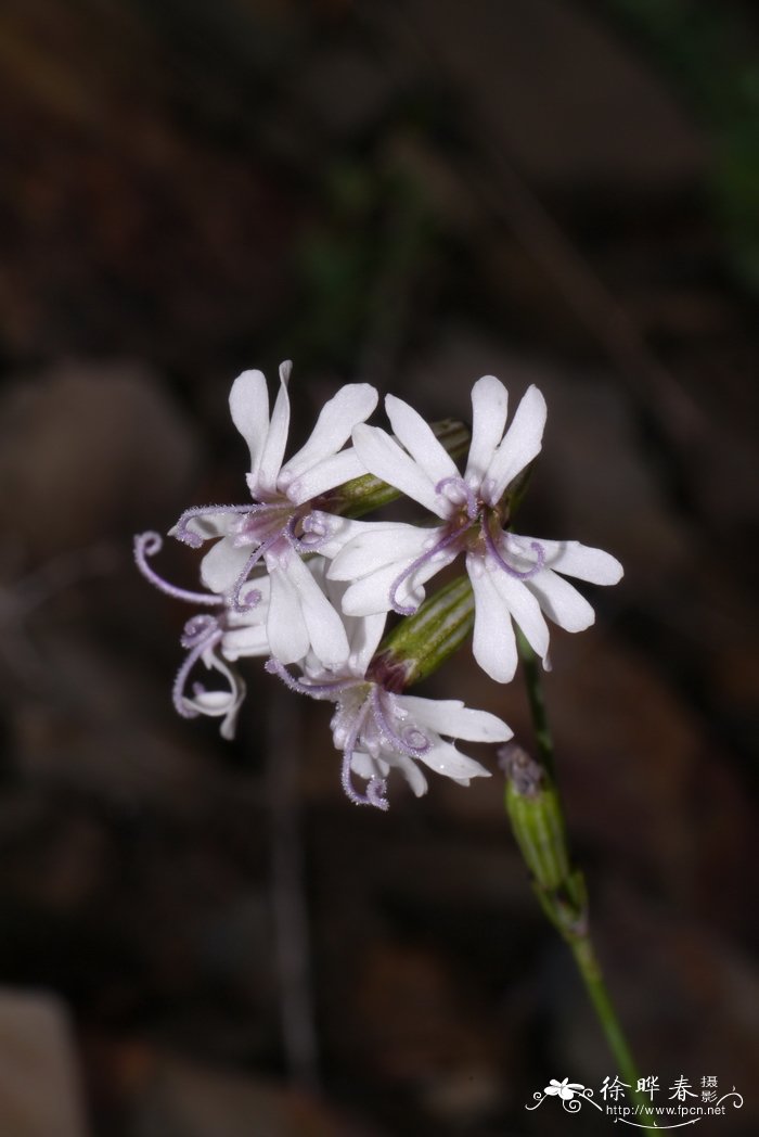 宁夏蝇子草Silene ningxiaensis