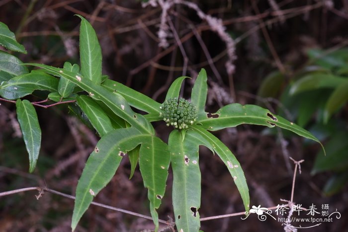 变叶树参 Dendropanax proteus