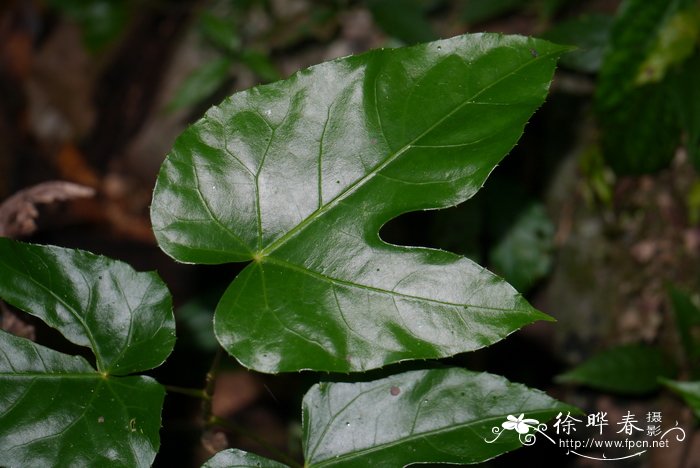 榕叶掌叶树Euaraliopsis ficifolia