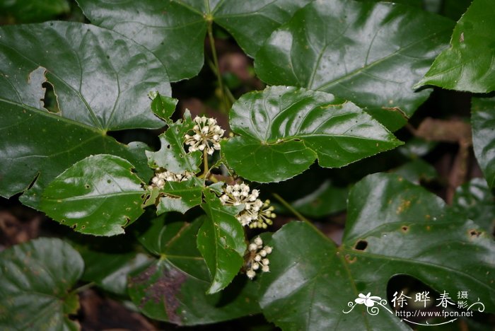 榕叶掌叶树Euaraliopsis ficifolia