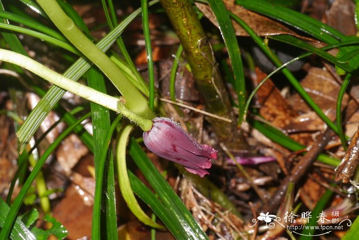 川八角莲Dysosma delavayi