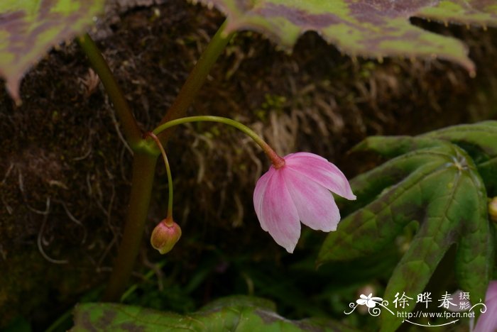 西藏八角莲Dysosma tsayuensis