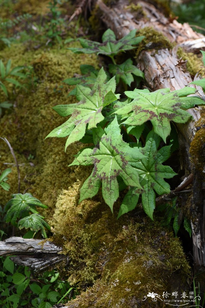 西藏八角莲Dysosma tsayuensis