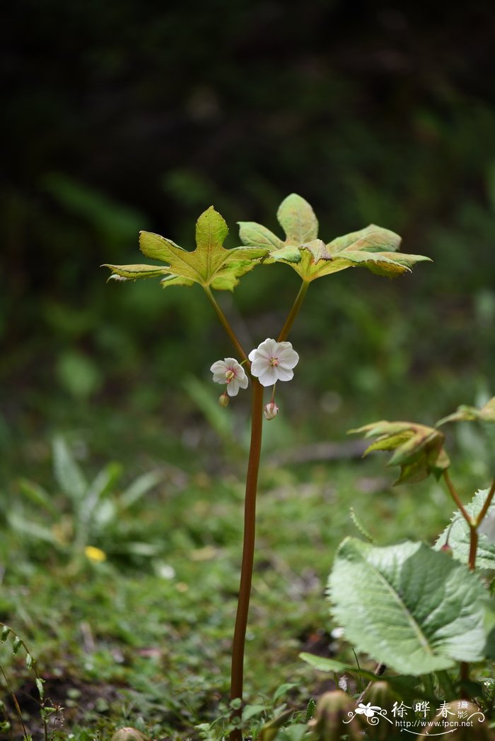 西藏八角莲Dysosma tsayuensis