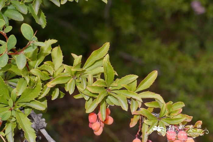 置疑小檗Berberis dubia