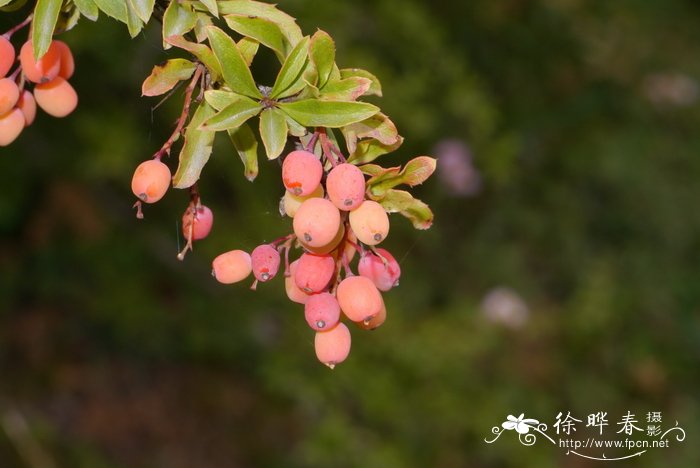 置疑小檗Berberis dubia