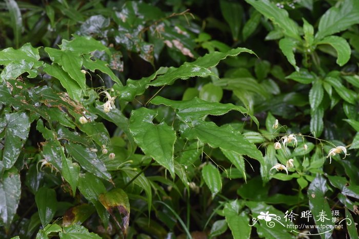 巫山淫羊藿Epimedium wushanense