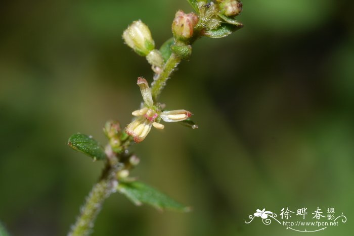 黄花小二仙草Gonocarpus chinensis