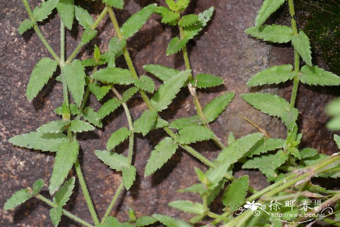 黄花小二仙草Gonocarpus chinensis