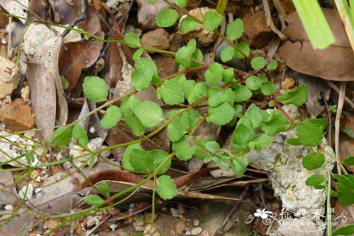 小二仙草gonocarpusmicranthus
